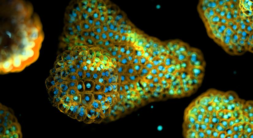 Mini szerveket hoztak létre méhből vett emberi őssejtekből