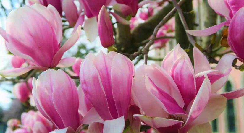 Virágzó lombkoronások a liliomfélék családjából: a magnólia és a tulipánfa jellegzetességei
