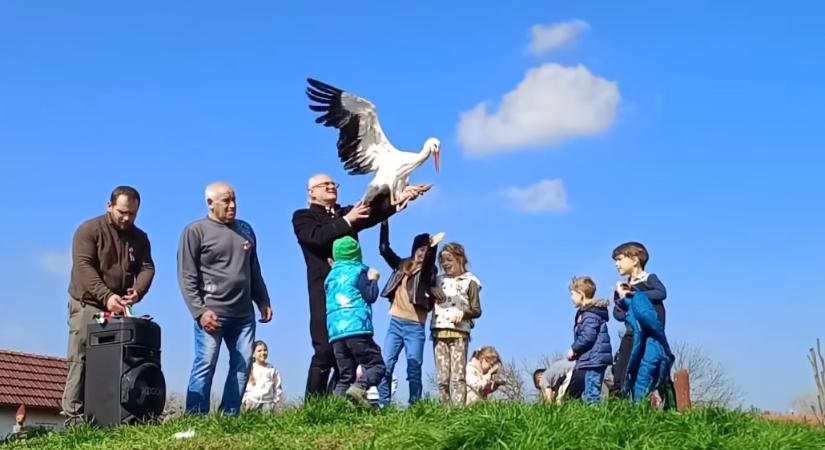 Több mint 40 gyógyult gólyát engednek szabadon a hétvégén a Hortobágyi Madárkórházban