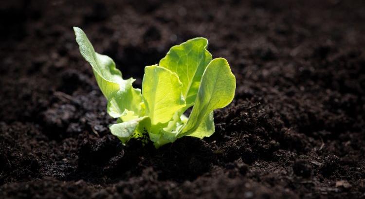 A fejes saláta (Lactuca sativa var. capitata) meghatározó zöldségnövényünk lehetne