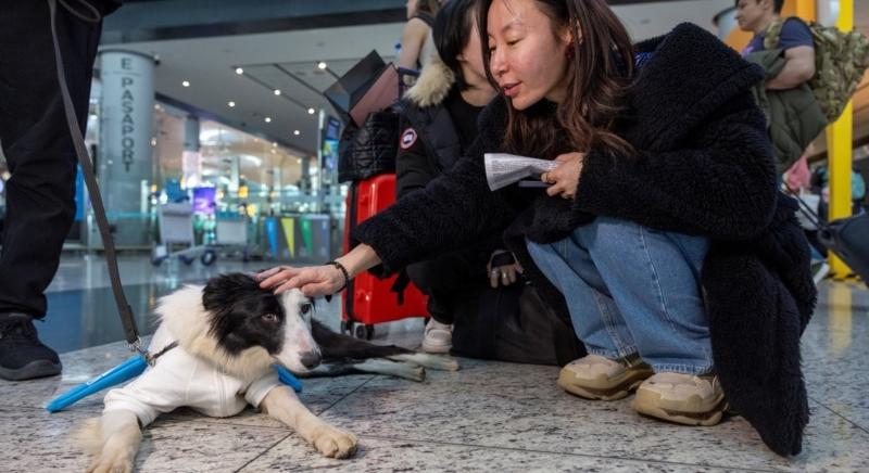 Terápiás kutyák álltak munkába az isztambuli repülőtéren