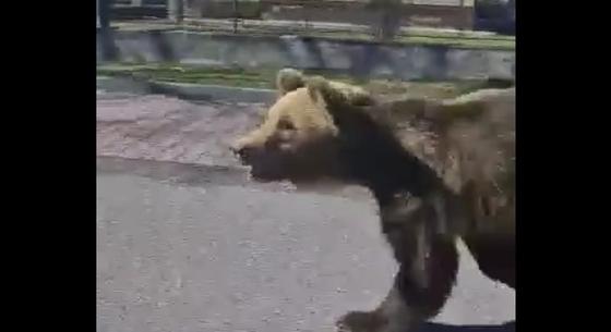 Medve támadt a járókelőkre Lipótszentmiklóson, többen kórházba kerültek