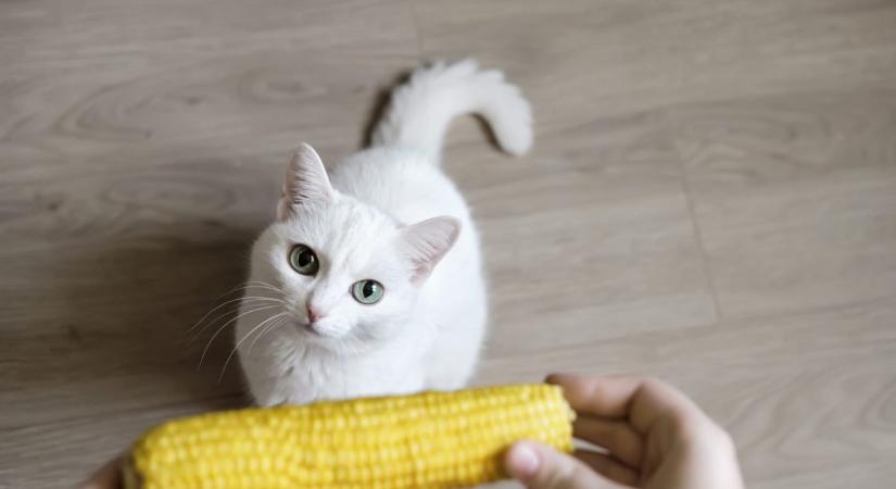 Elragadó videón a kiscica és főtt kukoricája – senki sem veheti el tőle