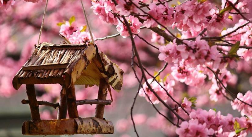 Virágzik a japáncseresznye. Sakura ünnep a Füvészkertben