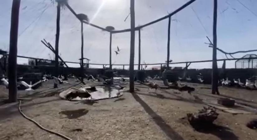 Szabaduló gólyáit mutatta meg a Hortobágyi Madárkórház videó