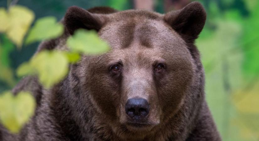 Videón, ahogy medve támad járókelőkre Szlovákiában