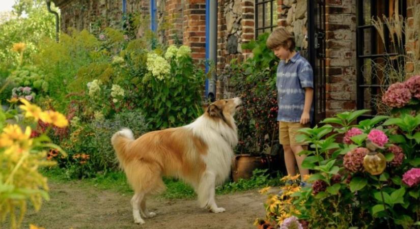 Szünidei kölyökmozi: Lassie – Állati mentőakció