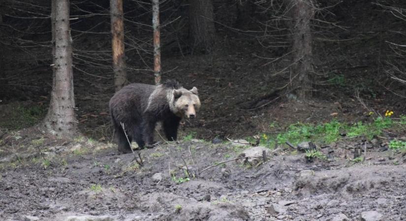 Több medvét is figyelemmel kísérnek a vadászok Csíkszereda környékén