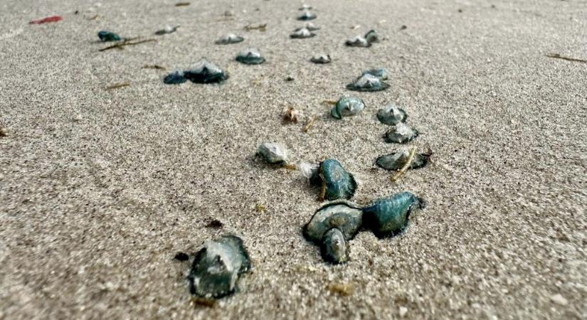 Mérgező állatok ezreit sodorta partra a tenger