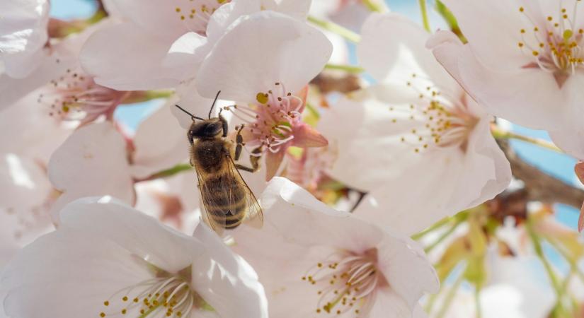 A méhek fontosabbak, mint gondolnád – mondjuk, hogy miért