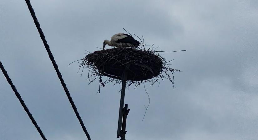 Mezőfalva: Újra itthon a falu madara, Samu, a gólya