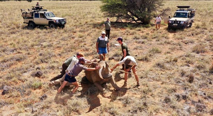 Születésnapján rinocéroszt mentett a bokodi vadász