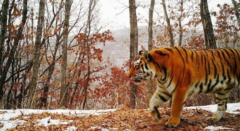 Végveszélyben van a szibériai tigris