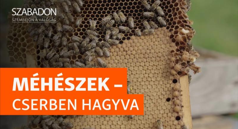 „A lét a tét” – a méhészek a kormány döntése után a szakma kivégzéséről beszélnek