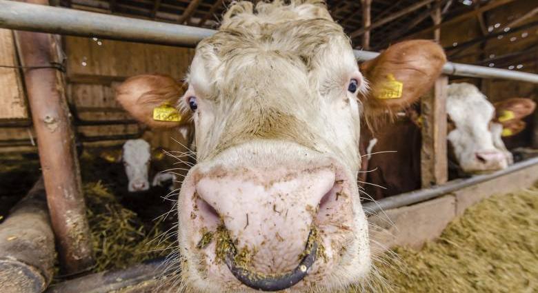 Hargita megye országszerte a második a húsmarhákra igényelt támogatást tekintve