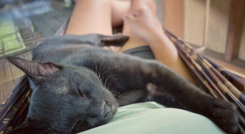 Miért szeret a macskád a mellkasodon feküdni?