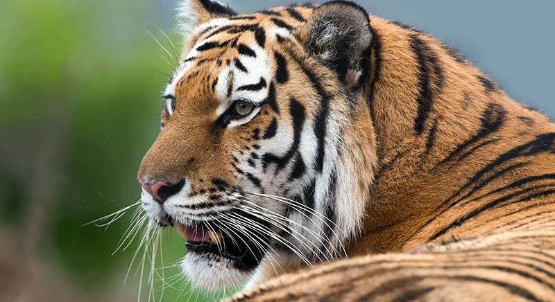 Kína és Oroszország együttműködik a szibériai tigrisek védelmében