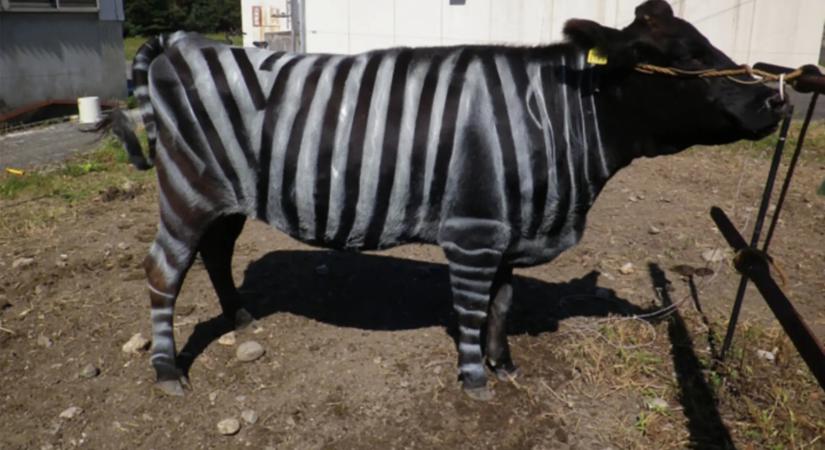 A japán gazdák zebrának festik szarvasmarháikat, hogy védekezzenek a vérszívó rovarok ellen