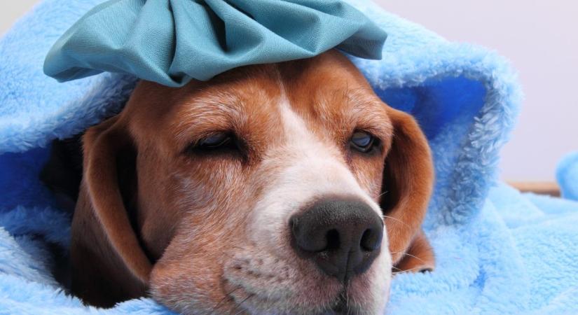 Így mérd meg a kutyád lázát: állatorvos segít