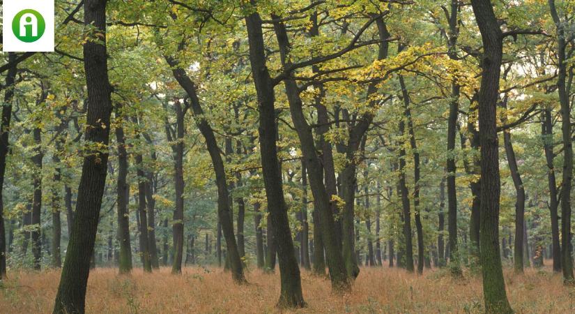 Így pályázhatnak erdőgazdálkodók vissza nem térítendő támogatásra