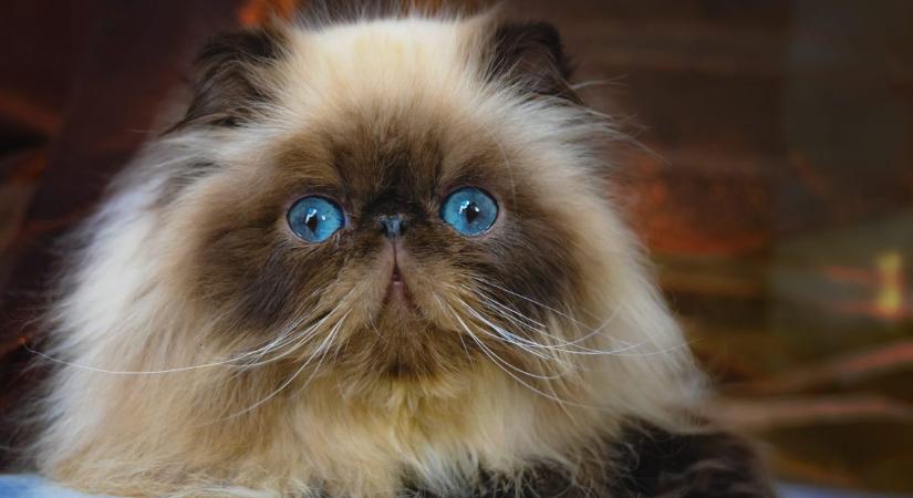 Perzsa és himalája macska, a két szeretetteljes szőrgombóc – de melyik melyik?