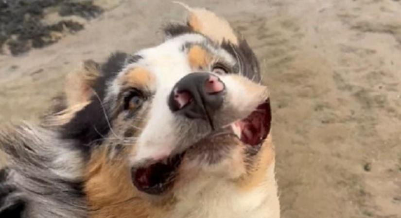 Kutyákra halálos parazitát azonosítottak Kaliforniában