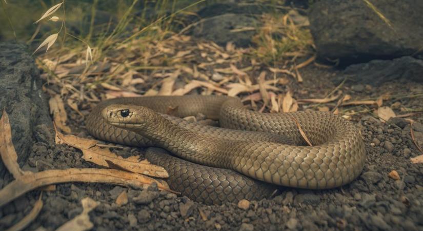 Mérges kígyó végzett egy férfivel Ausztráliában