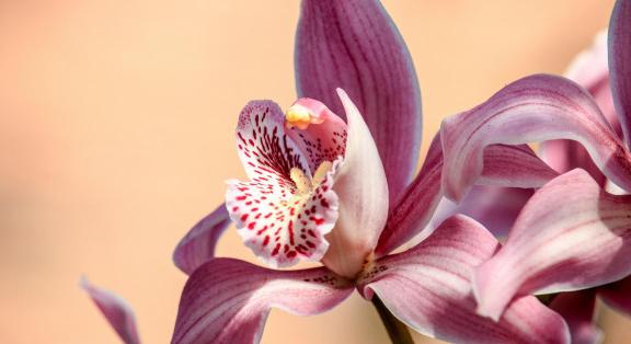 Virágpompa, amitől a lakás és a lelked is ünnepi díszbe öltözik – 55 tudnivaló az orchideáról