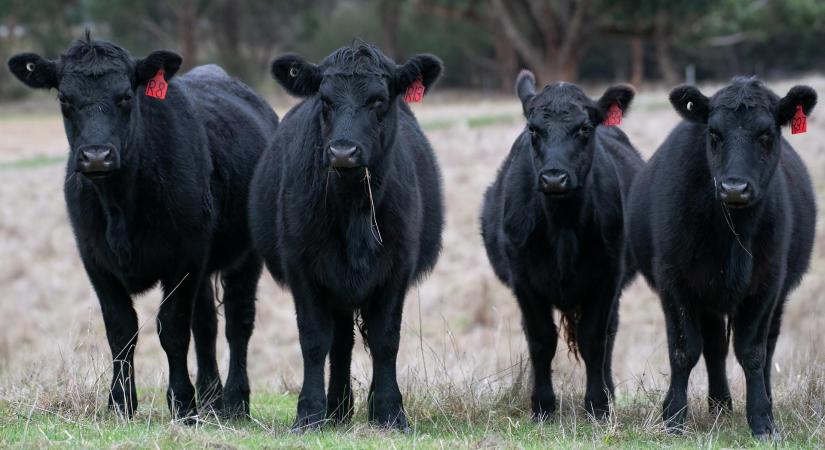 Már tenyésztik a klímasemleges szarvasmarhát