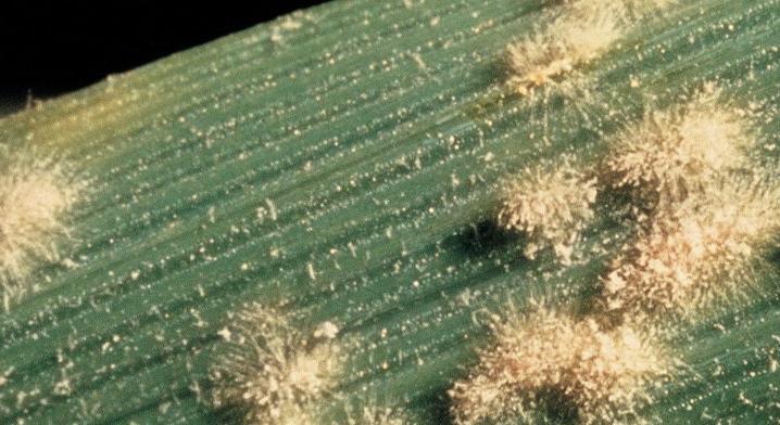 Erősödhet a gabona-lisztharmat terjedése – Szántóföldi növényvédelmi előrejelzés