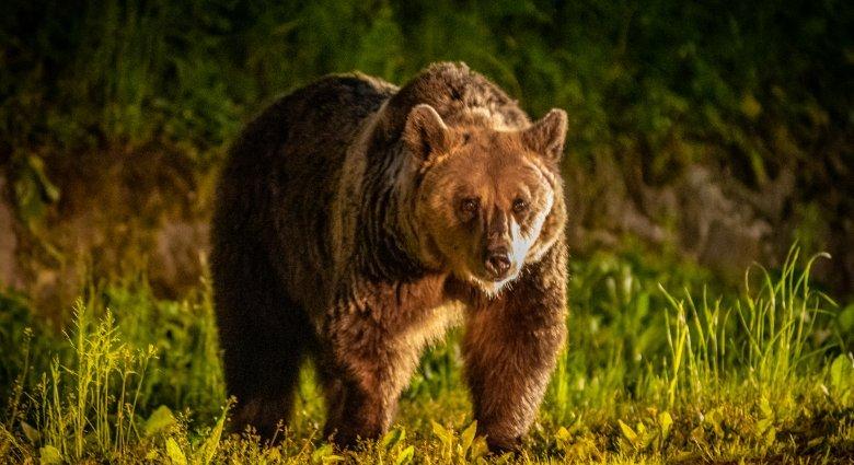 Medve miatt riasztották a csíkszeredaiakat