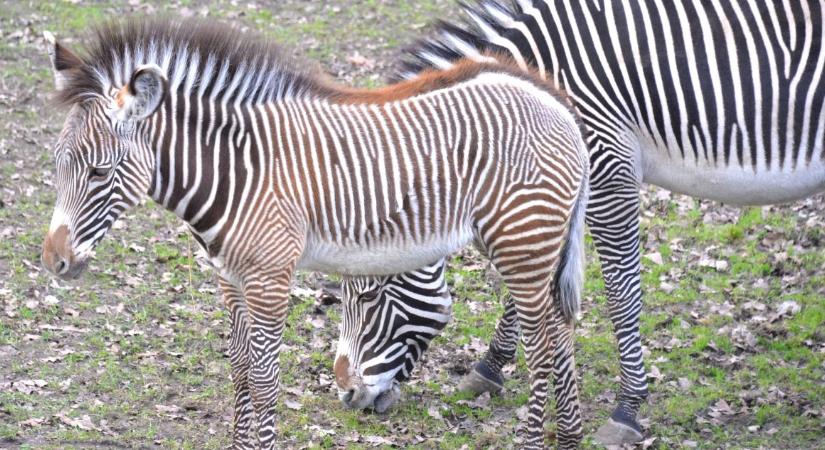Már láthatók a különleges Grévy-zebra csikók Nyíregyházán