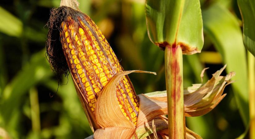 Az EU-ban felfelé módosították a kukorica várható területét
