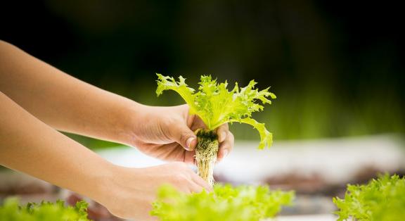 Aquapónia – Ki szeretne saját salátagyárat?