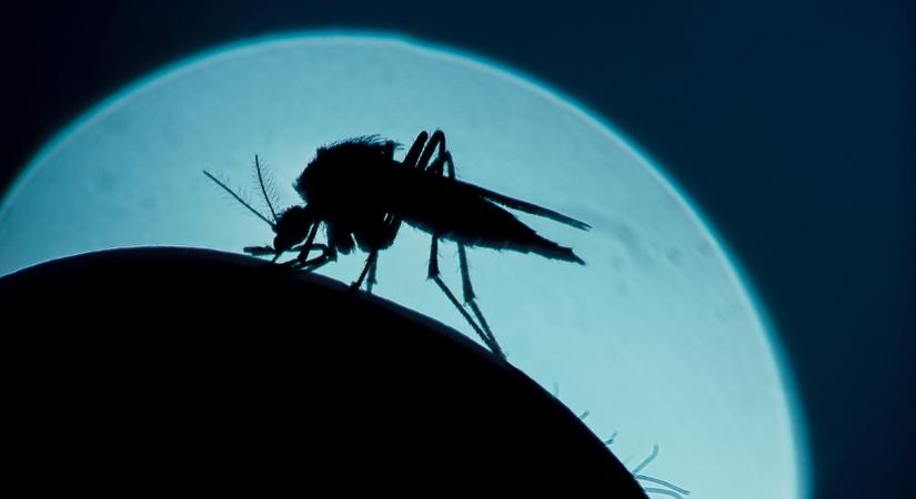 Veszélyes szúnyogok jelentek meg a kedvelt nyaralóhelyen: halálos betegséget terjesztenek