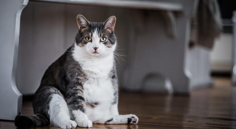 Videón mutatjuk, milyen következményekkel jár, ha a macskád túlsúlyos