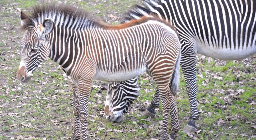 Grevy-zebra csikókat csodálhatunk meg Nyíregyházán