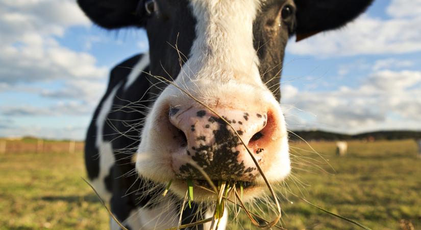 A génmódosított tehén lehet a cukorbetegek nagy reménye