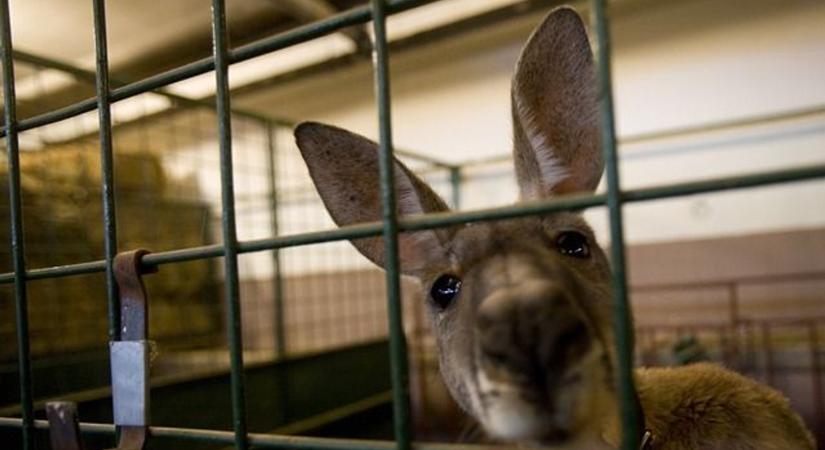 Ágyú ölt meg egy kengurut egy orosz állatkertben
