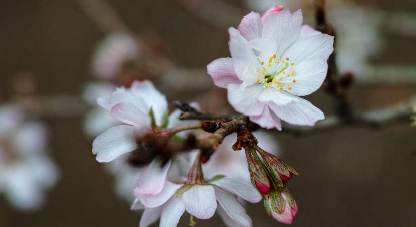 Cseresznyevirágzás télen-nyáron? Létezik!