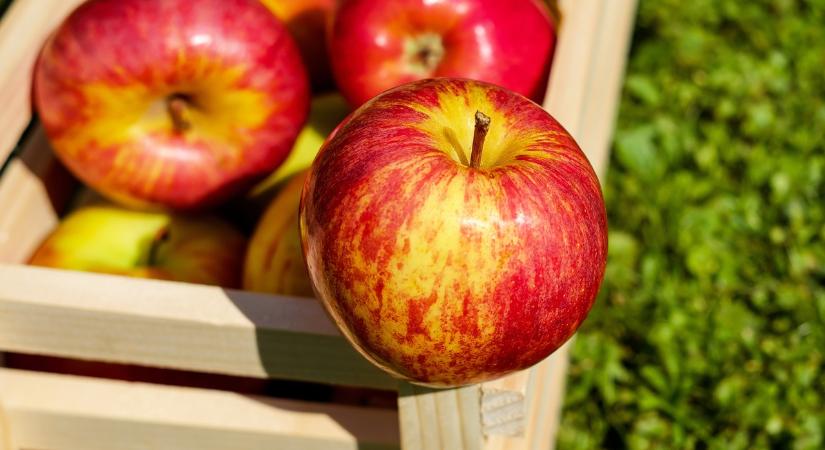 Jól halad az alma értékesítése a 2024-es évben