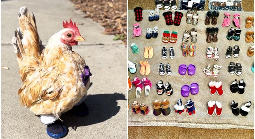 64 párt cipőcskét küldtek a rajongók a mozgásában korlátozott csirkének