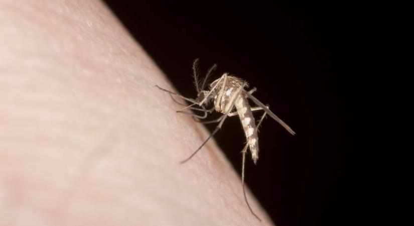 Újabb, szúnyogok terjesztette vírusra figyelmeztetnek: erre kérik az utazókat