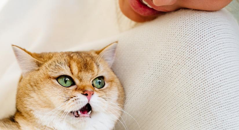 Kis macskaszótár: Ezért érted félre cicád nyávogását