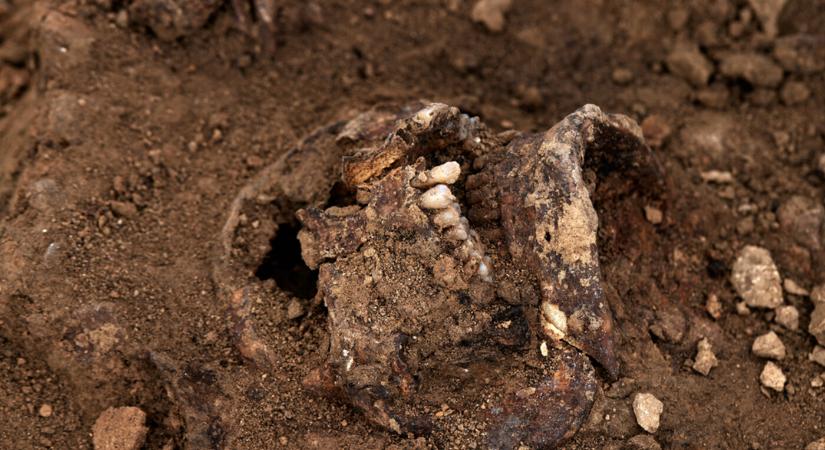 Emberi koponyát és csontokat találtak földmunka közben Komáromban
