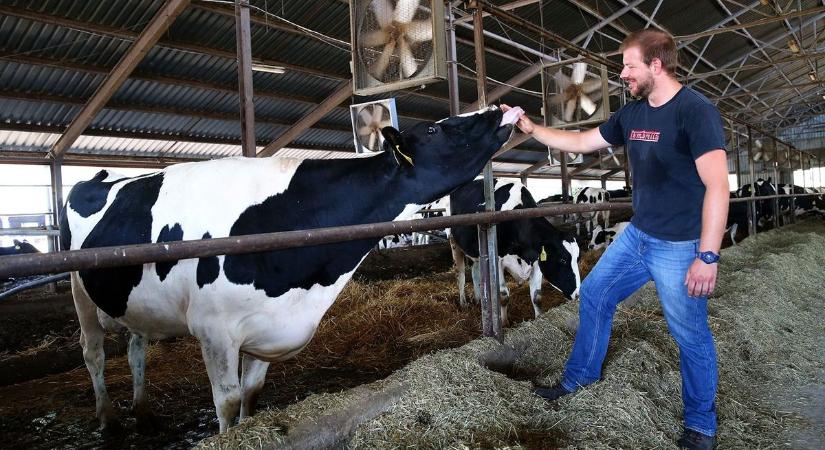Megtorpant a nyerstej áremelkedése, de az egy évvel korábbihoz képest jóval olcsóbban tejeltek a tehenek