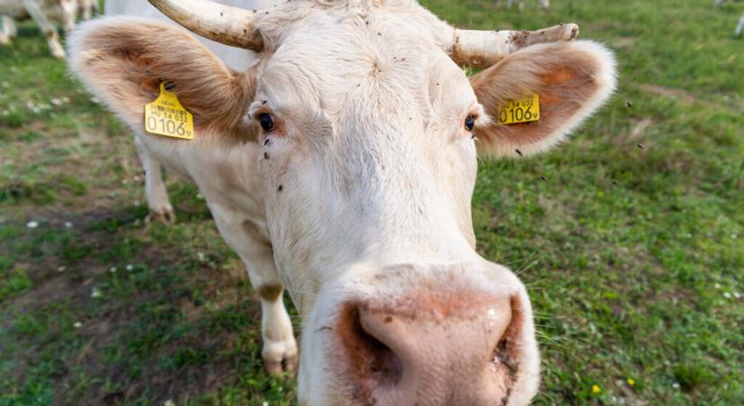 Eltűnőben a tehenektől örökölt baktériumok- ez rossz hír a vegánoknak (is)