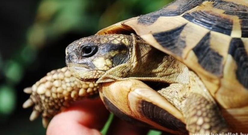 Szárazföldi teknősök tavaszi étvágytalansága