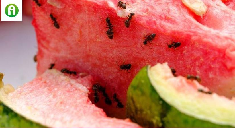 A hangyák is felkerülhetnek számos országban az étlapra