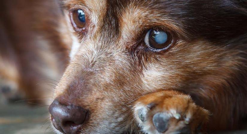 Kékesen csillog a kutya szeme – Mire utalhat ez a tünet?